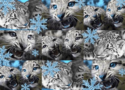 Snow Leopard Collage By Ceruleaicevampiress On Deviantart