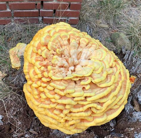 1 Best Uspartanmayo Images On Pholder Is This Chicken Of The Woods