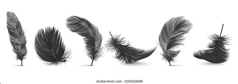 9 Feathers Brushes Photoshop Brushes