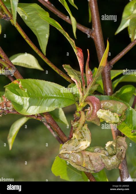 Peach Leaf Curl Taphrina Deformans Deformed Leaves On A Small
