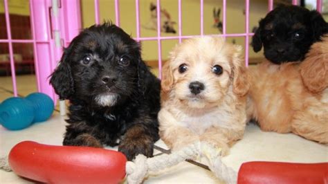 Puppies For Sale Local Breeders Cuddly Cavapoo Puppies For Sale
