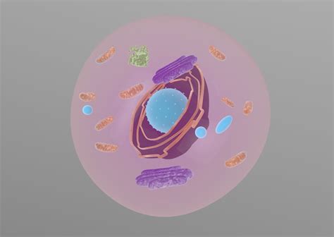 Animal Cell Free 3d Models Download Free3d