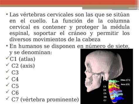 Vértebras Cervicales Características Y Función Resumen Con Fotos