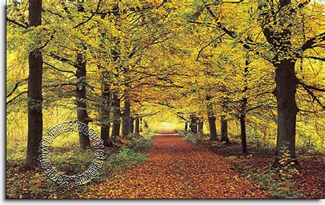 Forest Path 274 Wall Mural Full Size Large Wall Murals The Mural Store