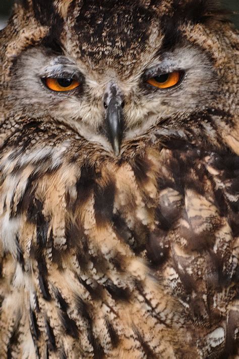 Eagle Owl Alex Brown Flickr