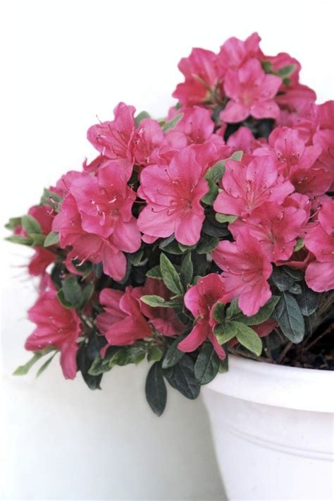 How To Care For Azalea In Planters Guide To Growing Azaleas In