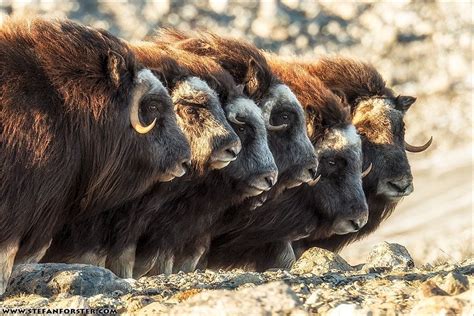 Parallel Musk Ox In Greenland By Stefan Forster Photo 82614841