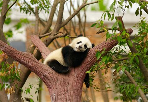 Sleeping Giant Panda Baby Stock Photo By ©silverjohn 13846203