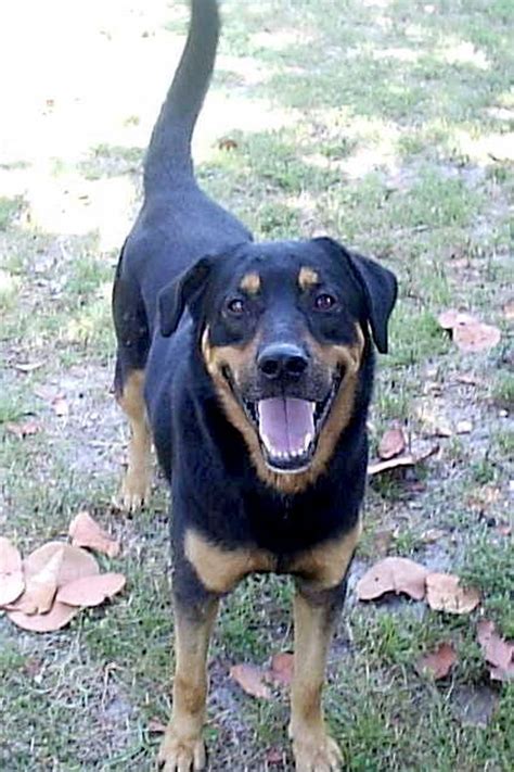 Find out which rottweiler mix is perfect for you with 49 mix breed pictures & facts Lab Rottweiler Mix | Pet Rescue of Miami please take a ...