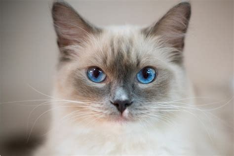 Ragdoll Cat Breed Facts Health Personality And Health Issues Basepaws