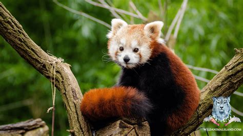10 Of The Worlds Cutest Animals Wildanimalsland