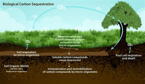 Carbon Sequestration Calrecycle Home Page