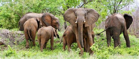 Chobe National Park Where Elephants Rule The World Mokum Surf Club