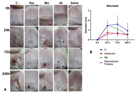 Neutralization Of Cutaneous Loxoscelism In The Ear Pinna Of Rabbits