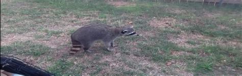 Monkeys cost between $4,000 and $8,000 each, depending on the monkey's age, rarity and temperament. How much does raccoon removal cost?