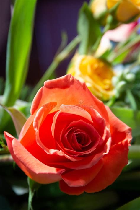 Single Orange Rose With Soft Focus Flowers In Background Stock Photo