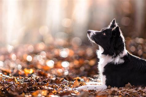 Dog Animals Depth Of Field Nature Leaves Fall Wallpapers Hd
