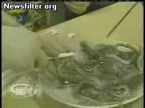 Koreans Eating Live Octopus Youtube