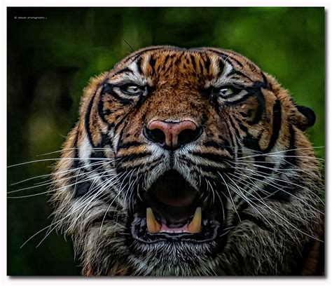 Tiger Portrait 7e2