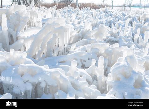 Frozen Plants Covered In Ice Forming Amazing Shapes Stock Photo Alamy