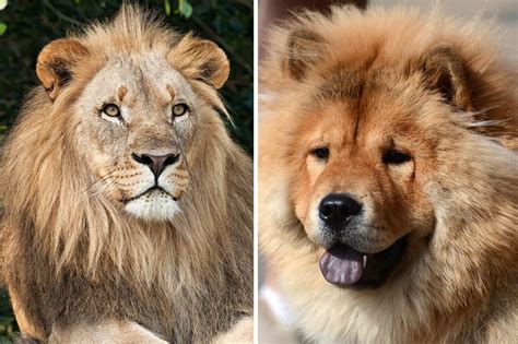 8 Dogs That Look Like Lions Readers Digest