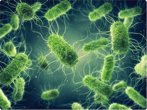 Enterica is the type species and is further divided into six subspecies that include over 2. Identifying Salmonella