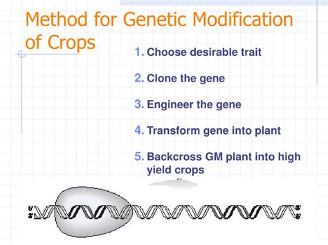 Plants, in nature, are generally resistant to most pathogens. PPT - Today's PCR: GMO Detection PowerPoint Presentation ...