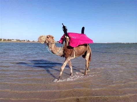 Djerba Dromedary Camel Tour Musement