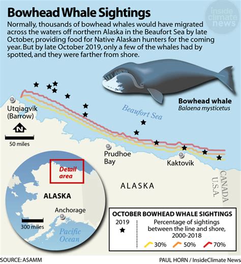 Map Bowhead Whale Sightings Bowhead Whale Whale Migration