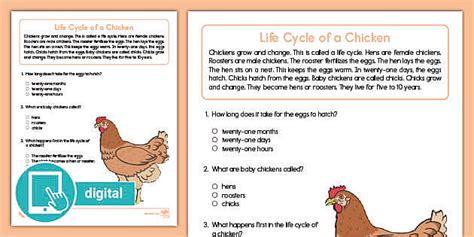 First Grade Life Cycle Of A Chicken Reading Comprehension