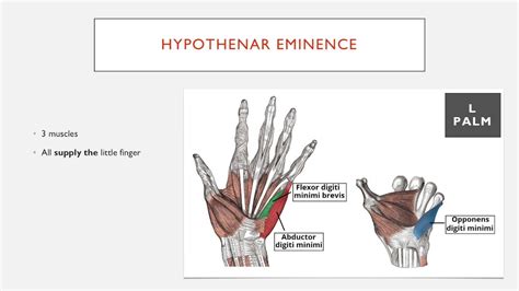 Muscles Of The Hypothenar Eminence In 1 Minute Youtube