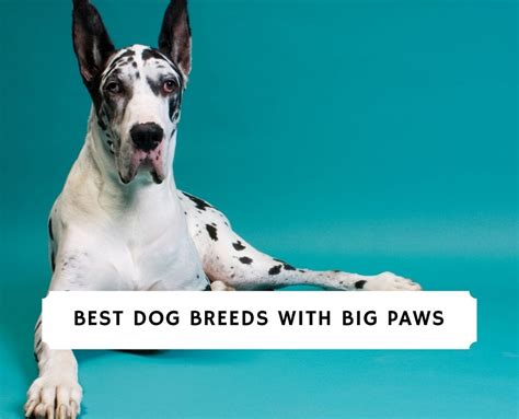 10 Beste Hunderassen Mit Großen Pfoten 2021 Doodlehundefreund De
