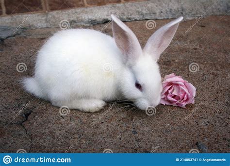 A Cute White Bunny Eating A Flower Stock Image Image Of Grassy