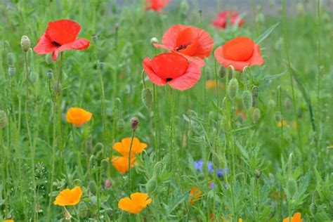 Poppy Flower Meaning And Symbolism Of Each Color Florgeous