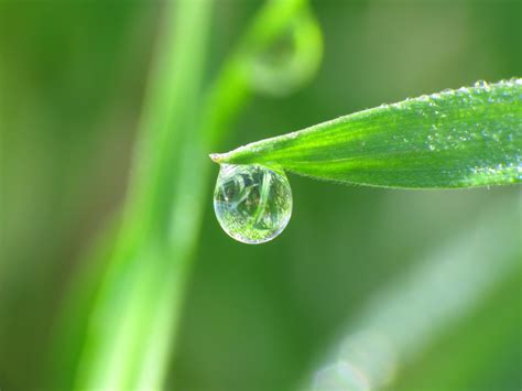 Green Leaf With Water Droplets Grass Water Drops Macro Plants Hd