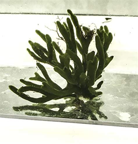 Aquaculture Nursery Farms Dead Mans Finger Macro Algae Codium