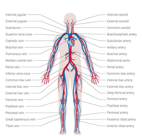 Fluxograma Anatomia Membros Superiores Anatomia Ii The Best Porn Website