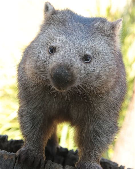 Types Of Wombats Dises