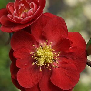 We did not find results for: Flowering Quince for Early Spring Blooms - Grow Beautifully