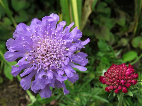 Scabiosa Flowers From Your Friendly Swallowtail Garden See Flickr