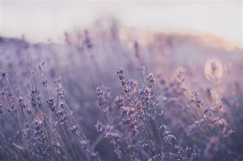 Julia Starr Sunset Lavender Instagram Aesthetic Desktop Wallpaper