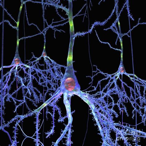 Pyramidal Cells From Brain Digital Art By Russell Kightley Nerve Cell
