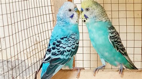8 Hour Budgies Singing Playing And Talking Cute Budgies Play This
