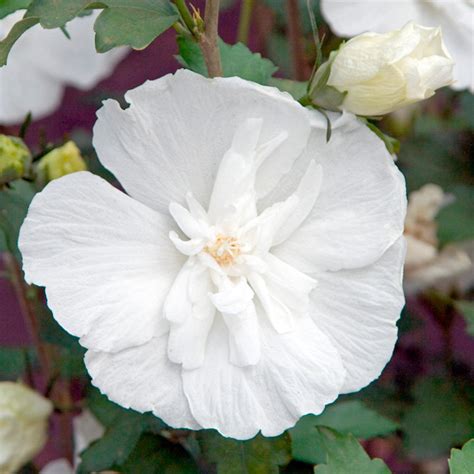 Hibiscus syriacus 'diana' rose of sharon deciduous shrub 'diana' makes a nice specimen plant in the full sun. Hibiscus syriacus - White Chiffon® 3ltr - Trees and Shrubs ...
