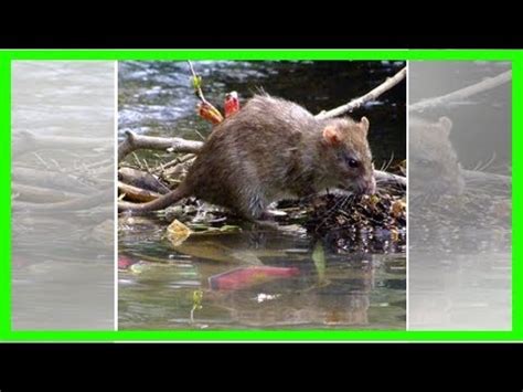 Leptospirosis atau penyakit kencing tikus adalah jangkitan bakteria yang menyebabkan simptom seperti demam panas sakit sendi, mata merah dan sakit perut. Kencing Tikus : Faktor, Tanda, Rawatan & Langkah ...