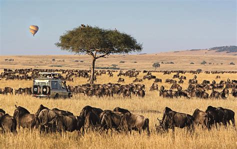 Tourist Attractions In Masai Mara National Reserve Kenya Safaris
