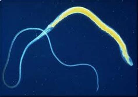 Intestinal Worms-Greencross Caulfield South Veterinary Clinic