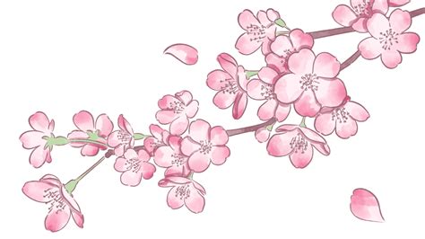Cherry Blossom Petals Png Transparent Spring Cherry Blossom Branch