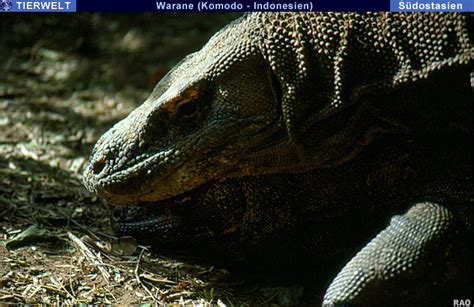 And this tier list is a little bit useless due to the fact that it rather depends on the preferences of the person and his interests ( don't take this tier list for seriously ). RAOnline EDU Biologie: Foto Galerie - Tiere - Reptilien ...