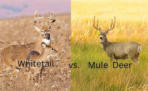 Mule Deer Vs Whitetail Deer Outdoorworld Reviews
